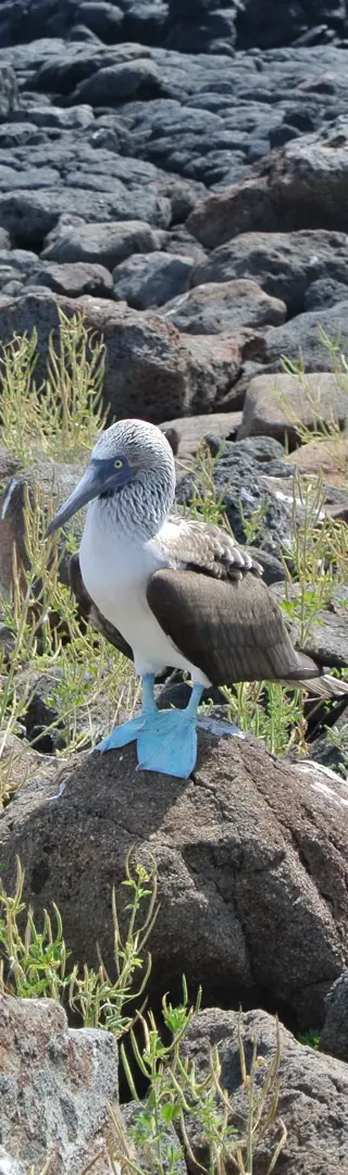 Blue Footed Booby